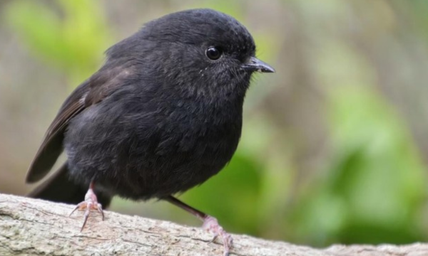 Dari Sisa 5 Ekor, Burung Ini Berjaya Jadi 'Bird of the Year'. Burung Karure. (Foto: CNN)
