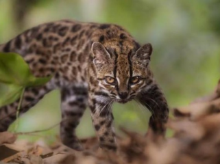 Dikira Kucing Biasa, Ternyata Spesies Baru Pertama dalam 100 Tahun 
(Foto: Fernando Faciole/National Geographic)
