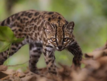 Dikira Kucing Biasa, Ternyata Spesies Baru Pertama dalam 100 Tahun 
(Foto: Fernando Faciole/National Geographic)
