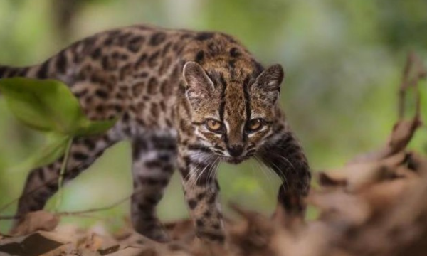 Dikira Kucing Biasa, Ternyata Spesies Baru Pertama dalam 100 Tahun 
(Foto: Fernando Faciole/National Geographic)
