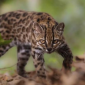 Dikira Kucing Biasa, Ternyata Spesies Baru Pertama dalam 100 Tahun 
(Foto: Fernando Faciole/National Geographic)
