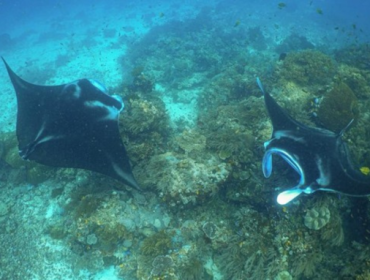 Ikan pari manta di Raja Ampat. (Foto: Arsip Konservasi Indonesia)