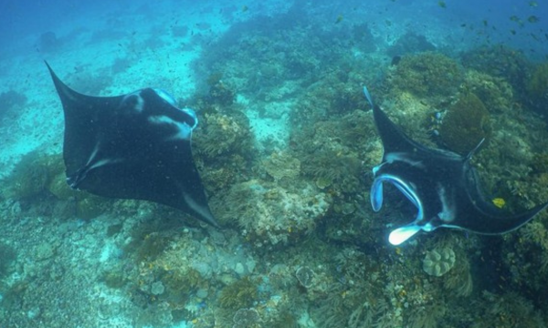 Ikan pari manta di Raja Ampat. (Foto: Arsip Konservasi Indonesia)
