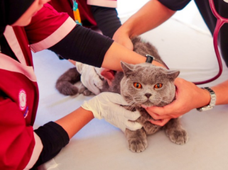 Rangkaian puncak World Rabies Day (WRD) 2026 yang diselenggarakan oleh Kementerian Pertanian dengan dukungan IPB University dan Pemerintah Kota (Pemkot) Bogor dilaksanakan di Pelataran Kampus IPB Baranangsiang, Minggu (27/9/2026).