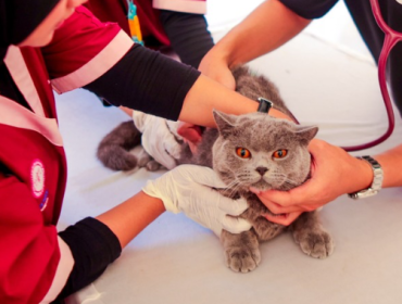 Rangkaian puncak World Rabies Day (WRD) 2026 yang diselenggarakan oleh Kementerian Pertanian dengan dukungan IPB University dan Pemerintah Kota (Pemkot) Bogor dilaksanakan di Pelataran Kampus IPB Baranangsiang, Minggu (27/9/2026).