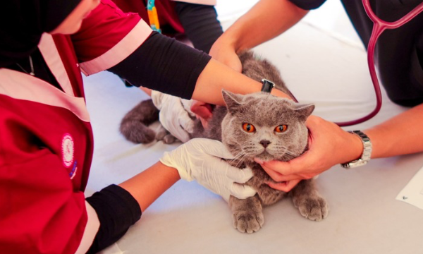 Rangkaian puncak World Rabies Day (WRD) 2026 yang diselenggarakan oleh Kementerian Pertanian dengan dukungan IPB University dan Pemerintah Kota (Pemkot) Bogor dilaksanakan di Pelataran Kampus IPB Baranangsiang, Minggu (27/9/2026).