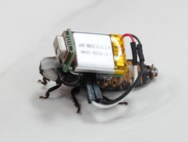 Mahasiswa Undip kembangkan Roach Detect, inovasi biohybrid robotics yang 
memanfaatkan kecoak untuk pencarian korban bencana. (Foto: Arsip 
Istimewa)
