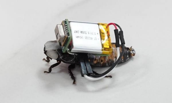Mahasiswa Undip kembangkan Roach Detect, inovasi biohybrid robotics yang 
memanfaatkan kecoak untuk pencarian korban bencana. (Foto: Arsip 
Istimewa)
