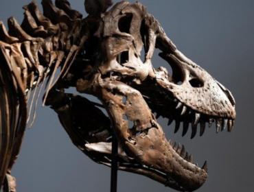 Fosil Tyrannosaurus Rex. (Foto: REUTERS/Jordan Tovin)