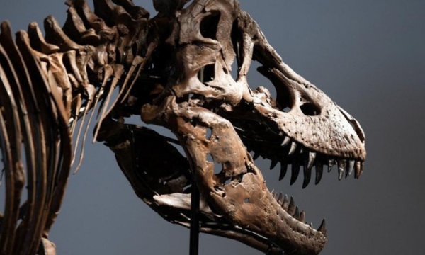 Fosil Tyrannosaurus Rex. (Foto: REUTERS/Jordan Tovin)