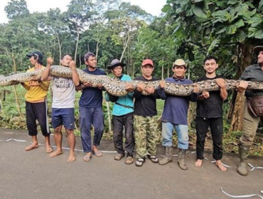 Ular sanca terpanjang di Sulawesi. (Foto: Guinness World Records)