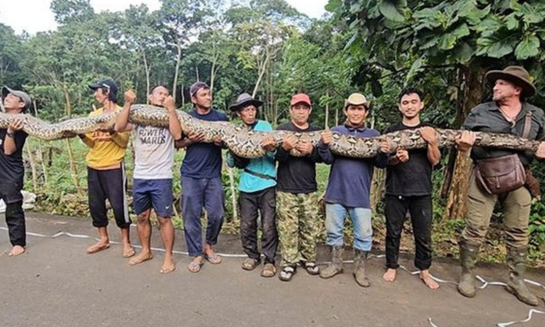 Ular sanca terpanjang di Sulawesi. (Foto: Guinness World Records)