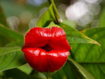 bunga bibir. (foto:new7wonders)
