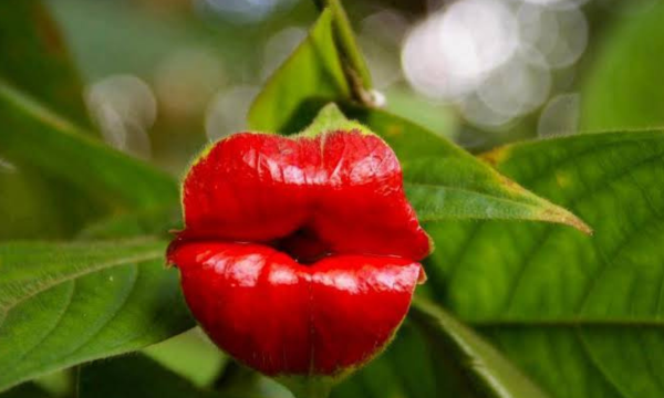 bunga bibir. (foto:new7wonders)