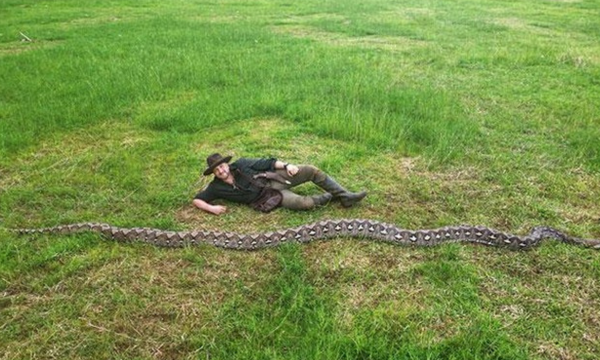 Ibu Baron, ular liar terpanjang yang ditemukan di Sulawesi. (Foto: 
Guinness World Records)
