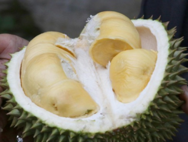 Ilustrasi. Kecerdasan buatan (AI) semakin banyak digunakan dalam industri 
durian di Thailand. (Foto: christopher1710/Pixabay)
