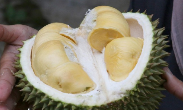 Ilustrasi. Kecerdasan buatan (AI) semakin banyak digunakan dalam industri 
durian di Thailand. (Foto: christopher1710/Pixabay)
