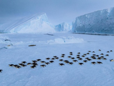 Ilustrasi. Populasi penguin chinstrap di Pulau Zavodovski menyusut tajam diduga akibat krisis iklim. (Foto: via REUTERS/National Geographic/Bertie Grego)