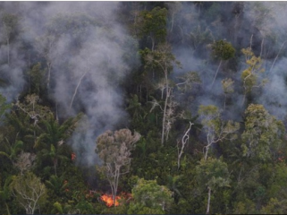 Penebangan hutan atau deforestasi hutan hujan Amazon, Brasil, mencapai 
titik terendah dalam sejarah. Ilustrasi. (Foto: REUTERS/Bruno Kelly)
