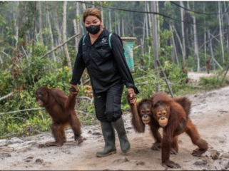 Puluhan orangutan yang terancam punah berhasil diselamatkan dalam 
beberapa pekan terakhir dari karhutla di berbagai lokasi di Indonesia. 
(ANTARA FOTO/BAYU PRATAMA S)
