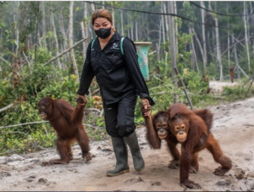 Puluhan orangutan yang terancam punah berhasil diselamatkan dalam 
beberapa pekan terakhir dari karhutla di berbagai lokasi di Indonesia. 
(ANTARA FOTO/BAYU PRATAMA S)
