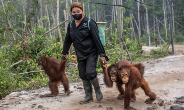 Puluhan orangutan yang terancam punah berhasil diselamatkan dalam 
beberapa pekan terakhir dari karhutla di berbagai lokasi di Indonesia. 
(ANTARA FOTO/BAYU PRATAMA S)
